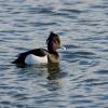 Tufted Duck